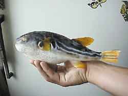 Рыбка Фугу (компонент зелья)